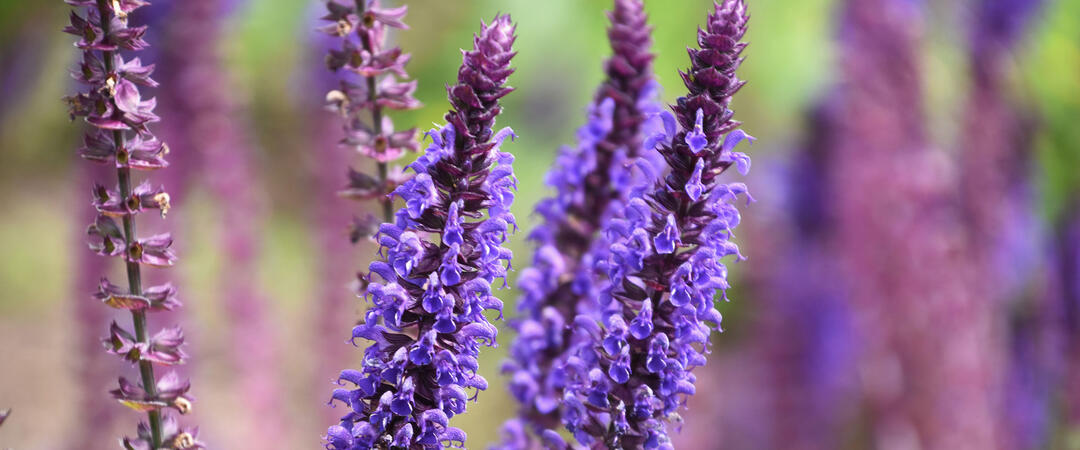 Hyssop stalks with purple flowers.