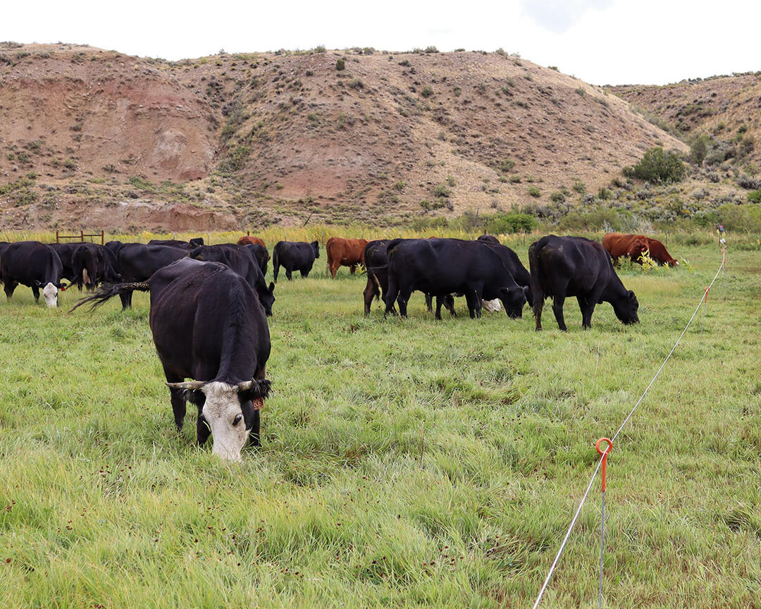 Cattle graze in a pasture below dry slopes.
