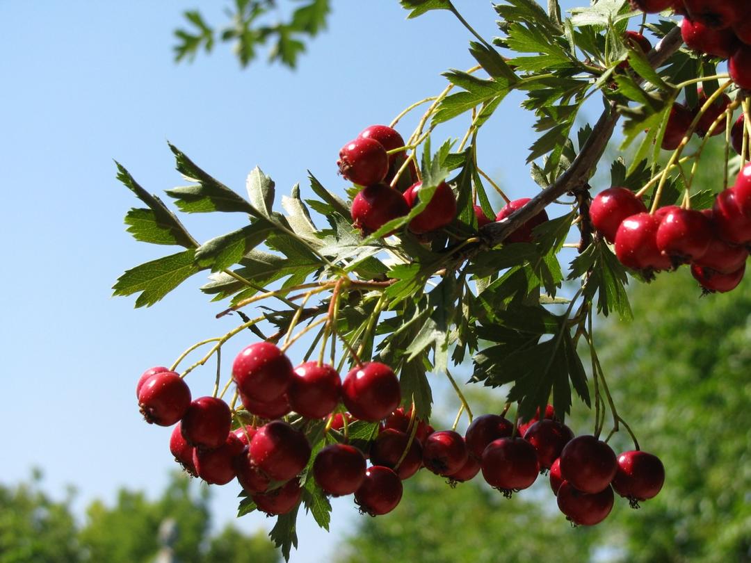 Hungry for a little landscape color? Give thanks for hawthorn | Audubon