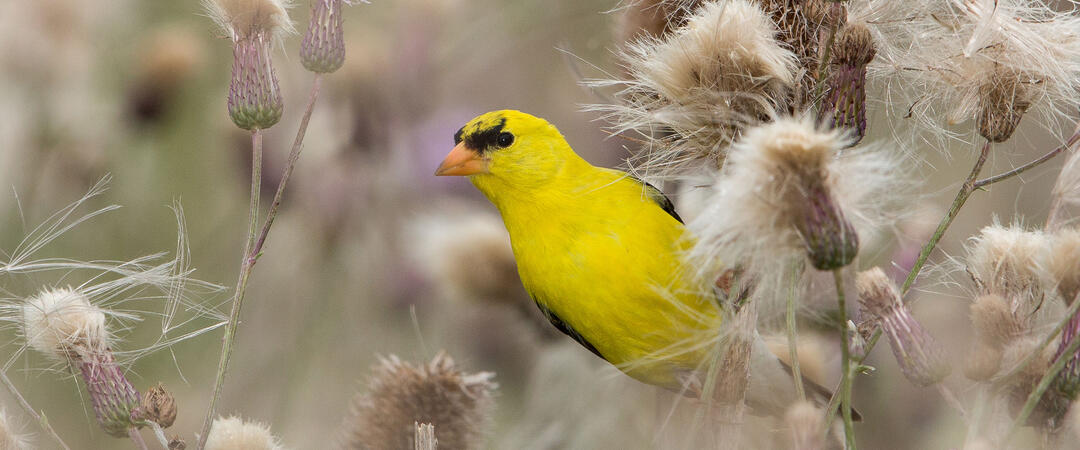 A male American Goldfinch perched on milk thistle.