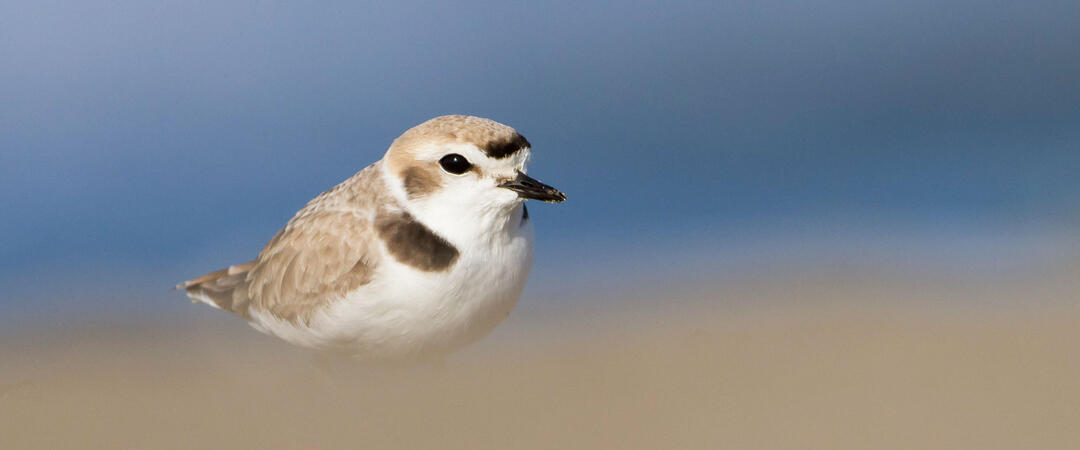 Snowy Plover with a soft foreground and background.