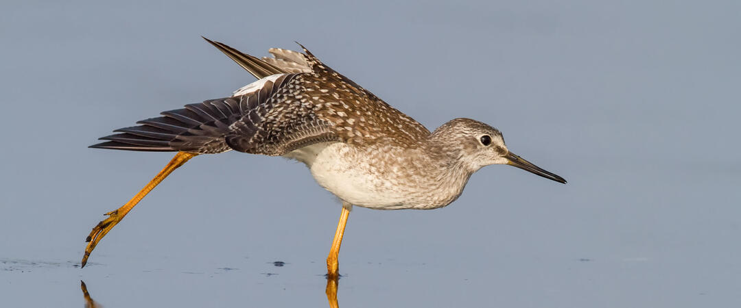 Lesser Yellowlegs stretches in a wetland.