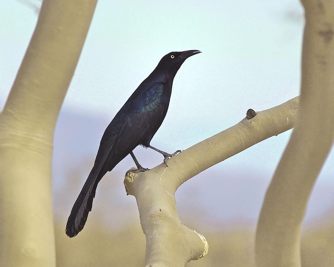 A Great-tailed Grackle perches in a tree.