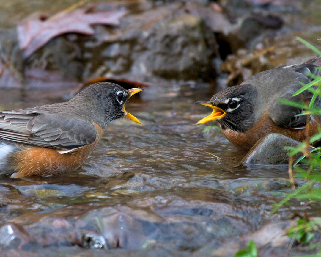 Two American Robins bathe in a stream.