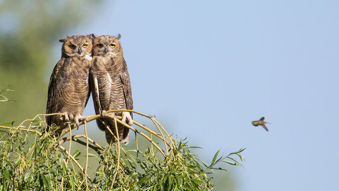Great Horned Owls.