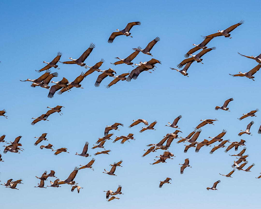 Flock of Sandhill Cranes in flight.