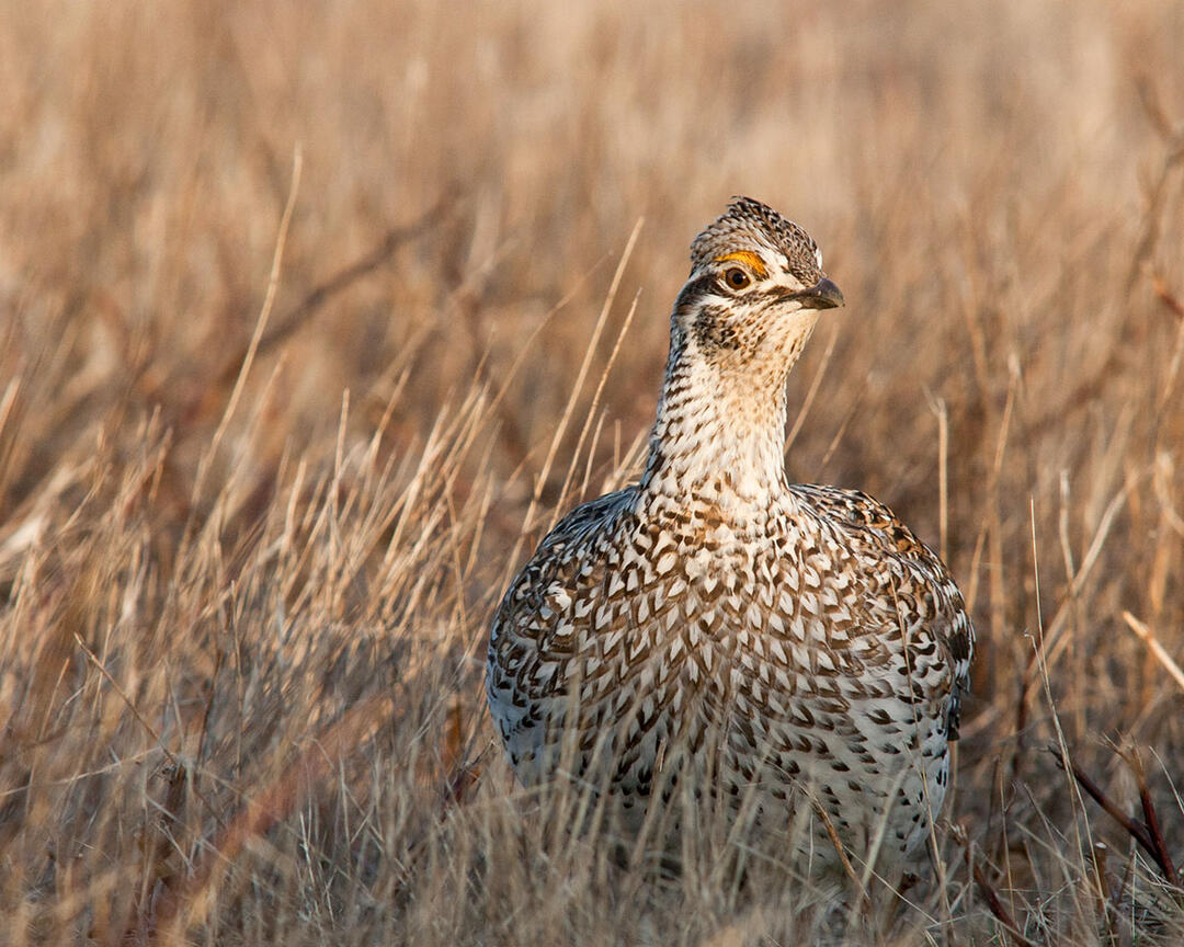 Sharp-tailed Grouse stands in a field.