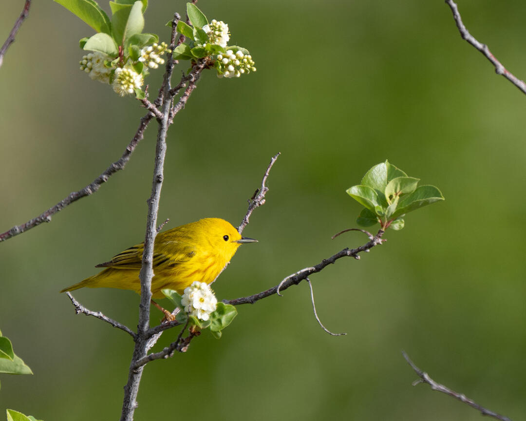 Yellow Warbler perched on a branch.