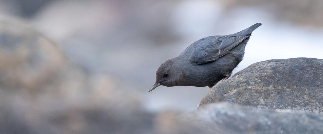 An American Dipper perched on a rock.