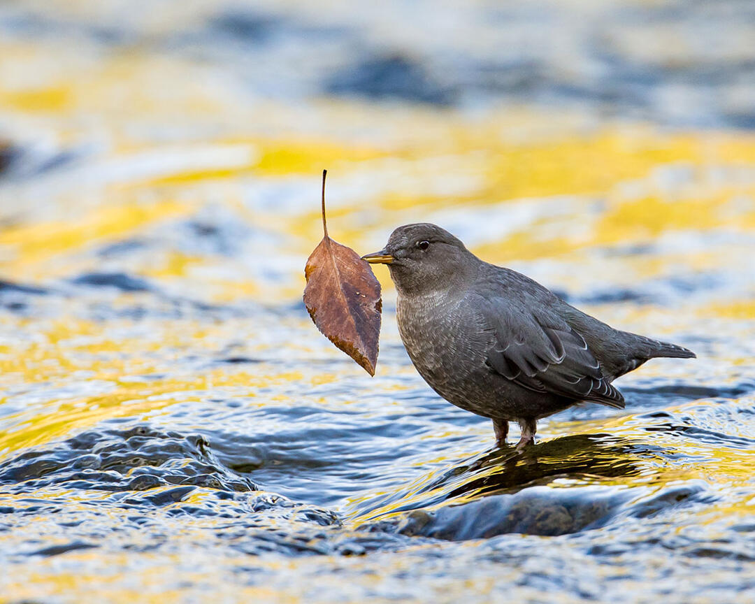 American Dipper holds a leaf while standing in a river.