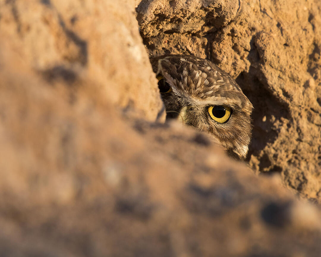 A Burrowing Owl peers out from its burrow.