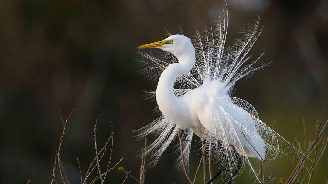 Great Egret displaying its breeding plumes.