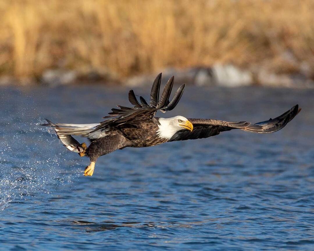 A Bald Eagle catches a fish.