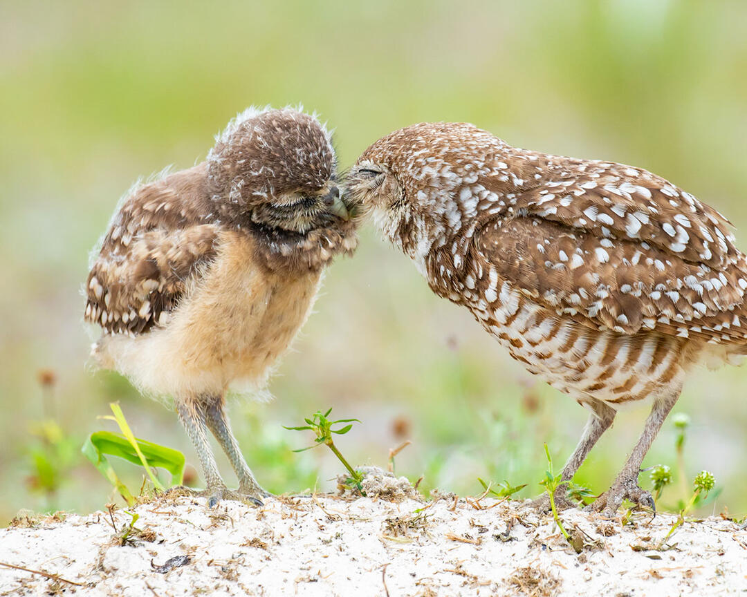 Support Bird Conservation | Audubon Rockies