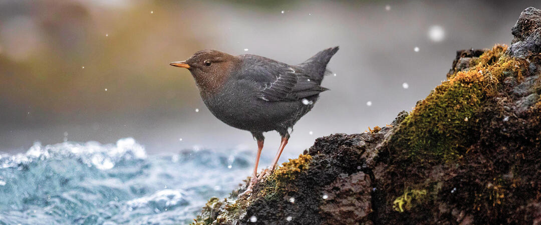 An American Dipper stands on a rock in a stream.