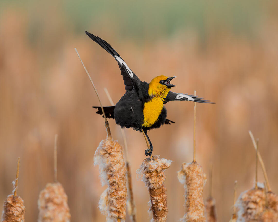 A Yellow-headed Blackbird sings from cattails.