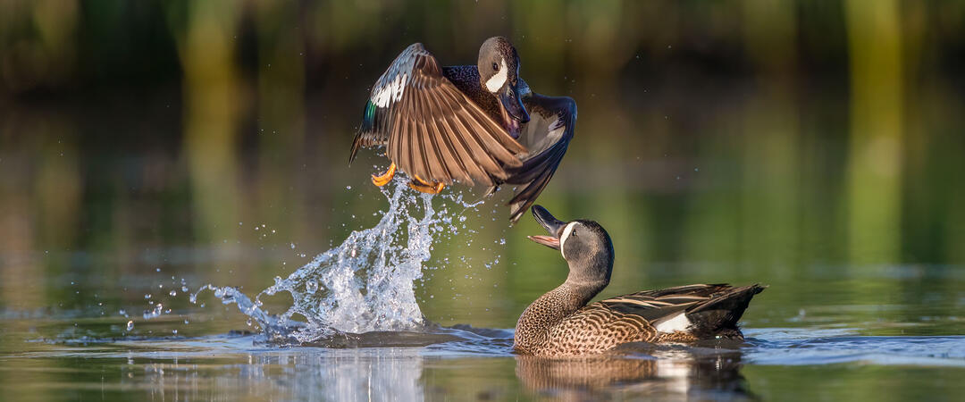 Two Blue-winged Teals squabble.