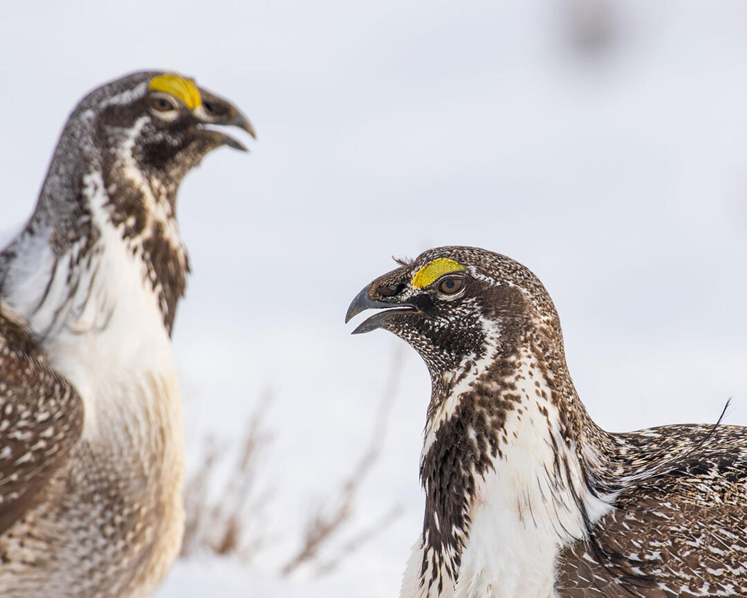 Three Greater Sage-Grouse.