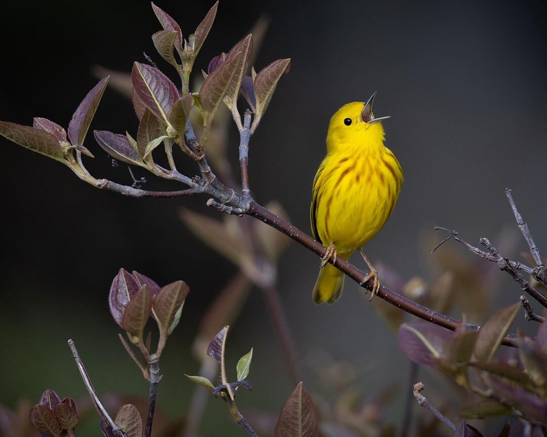 A yellow songbird sings from a branch of maroon leaves.