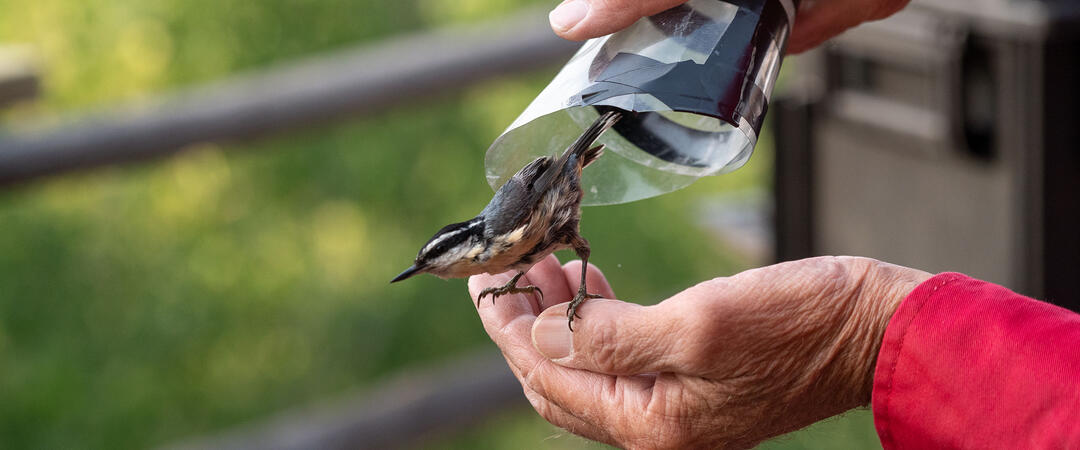 A Red-breasted Nuthatch is released after banding.