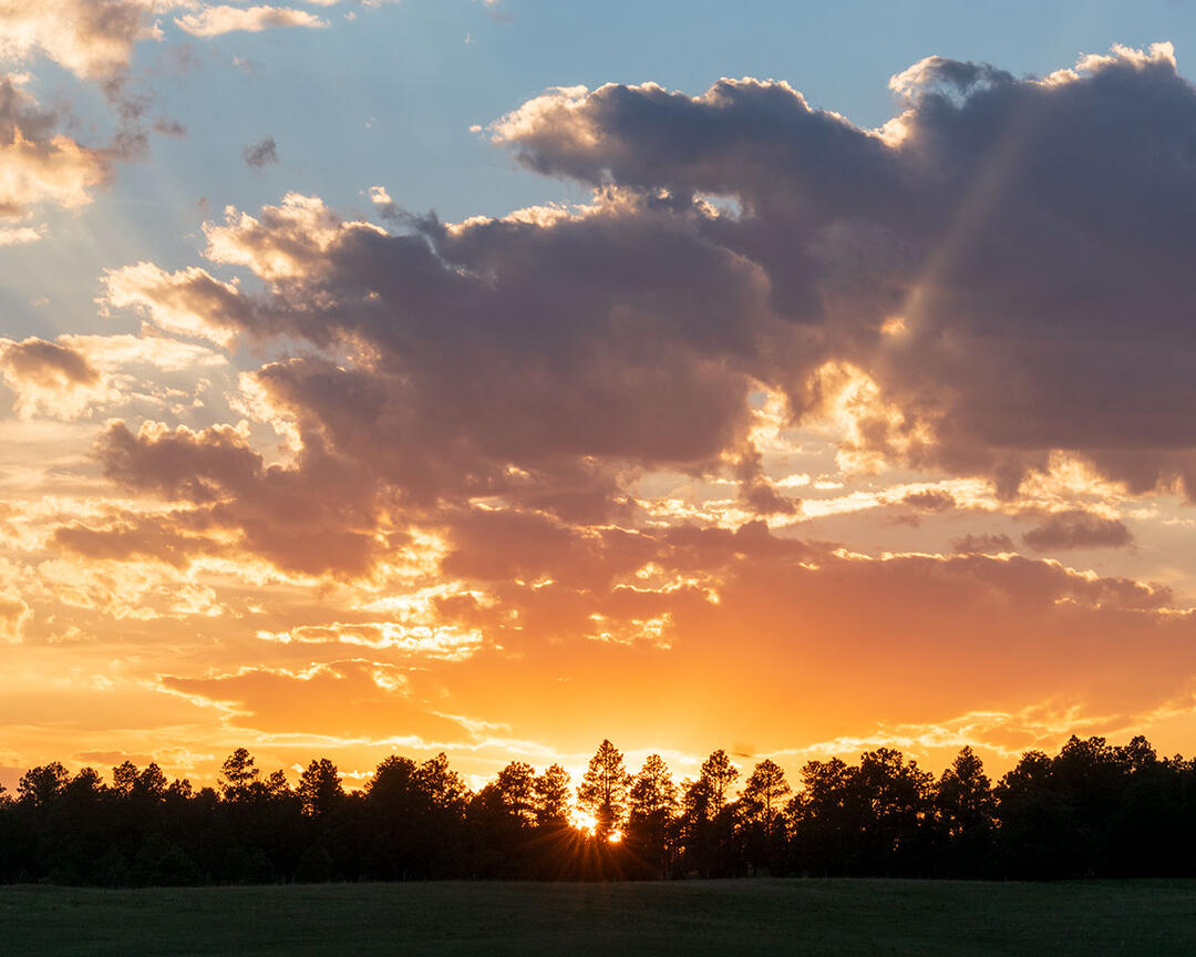 Sunrise over pine trees.