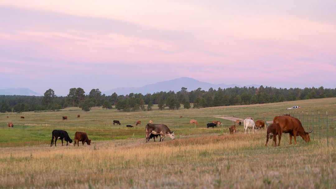 Cattle managed by Corner Post Meats grazing on Audubon's Kiowa Creek Ranch.