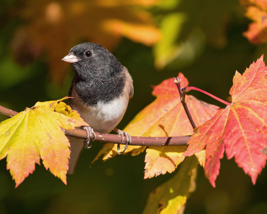 A Dark-eyed Junco perches on a branch of yellow and orange maple leaves.