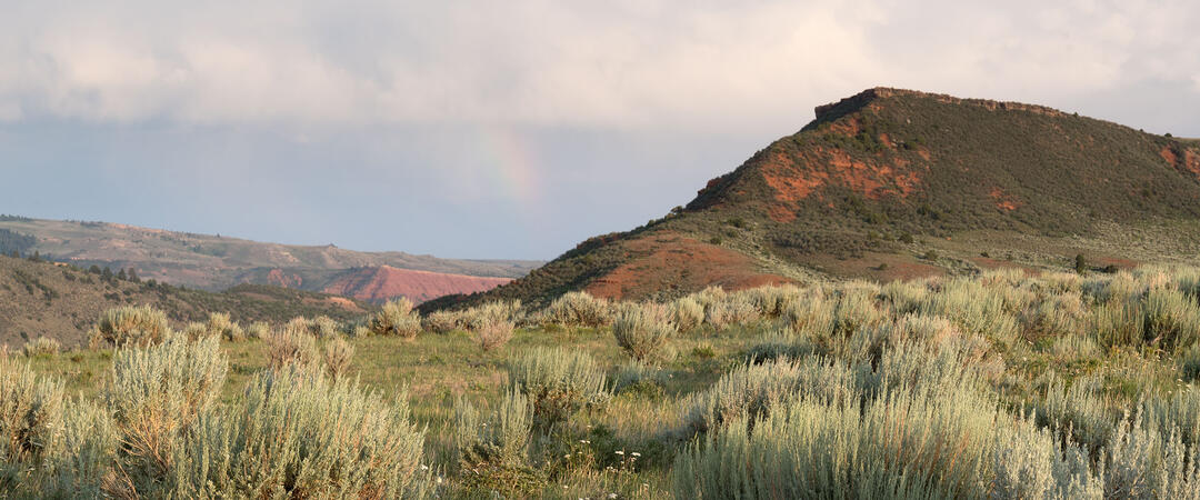 A red hill rises above sagebrush growing in a meadow.