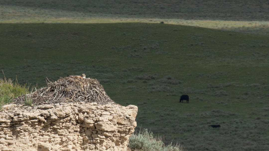 Ferruginous Hawk nesting on Rockin' 7 Ranch, certified by Audubon's Conservation Ranching Initiative.