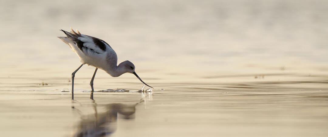 An American Avocet forages in a saline wetland.