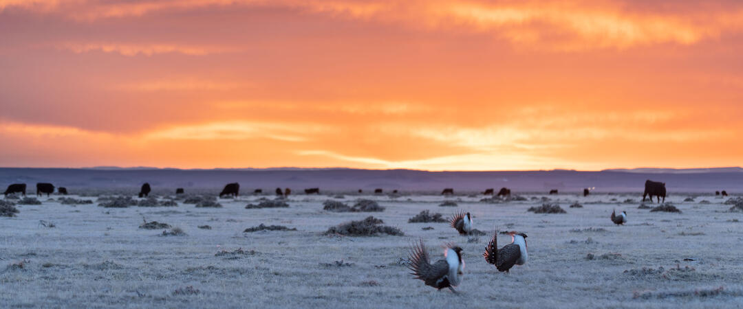 Greater Sage-Grouse and cattle at sunrise.
