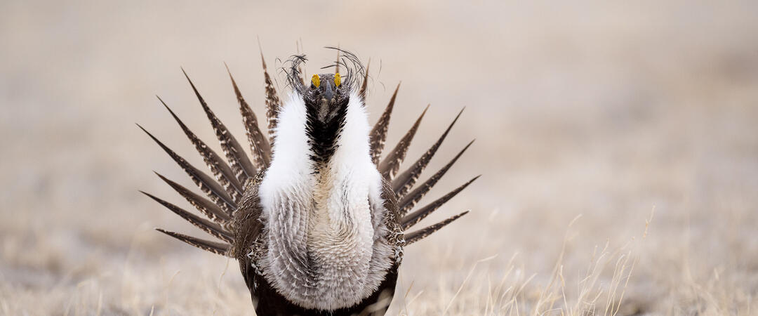 A Greater Sage-Grouse performing a courtship display.