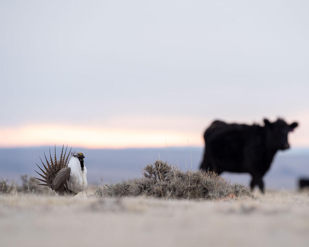 Male Greater Sage-Grouse performs a courtship display as a cow walks behind him.