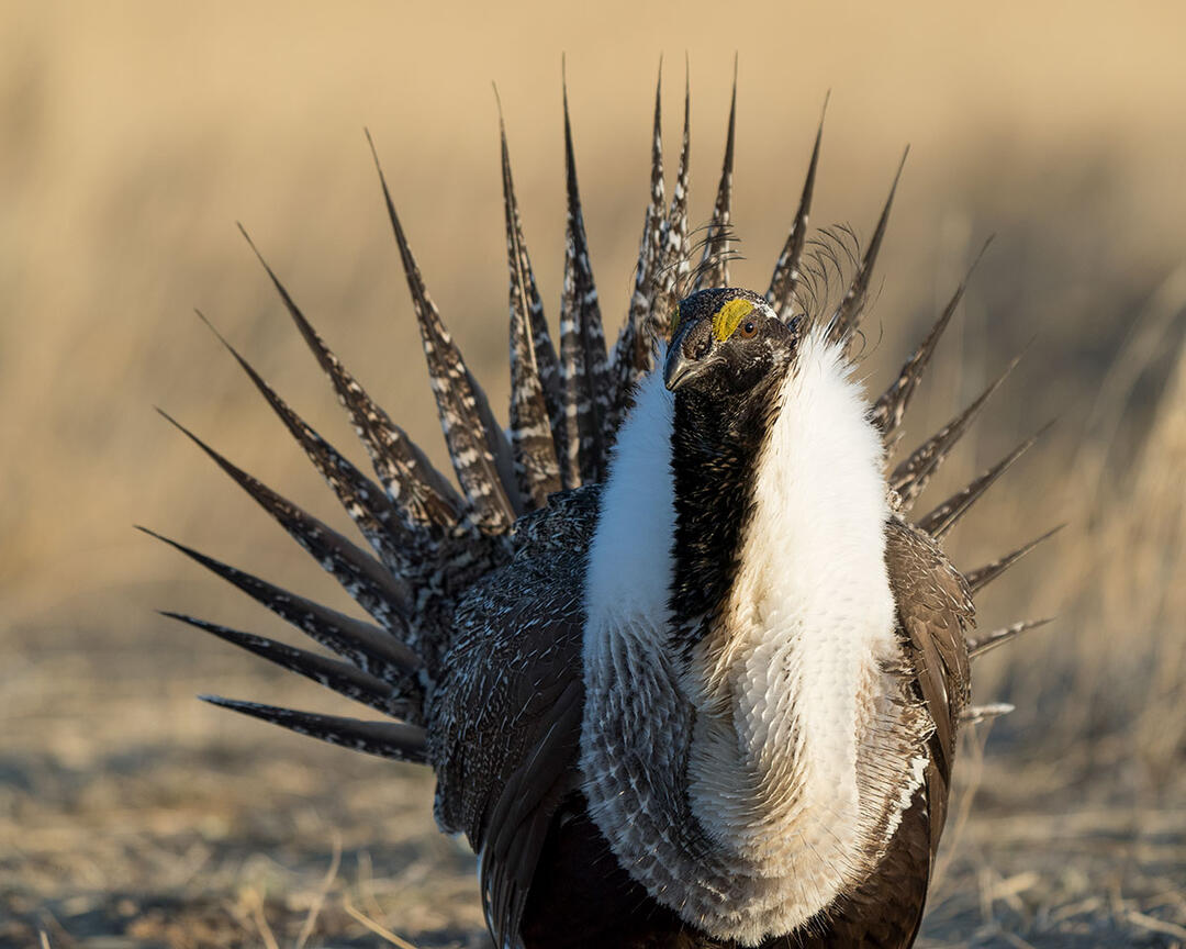 A male Greater Sage-Grouse performing a courtship display.