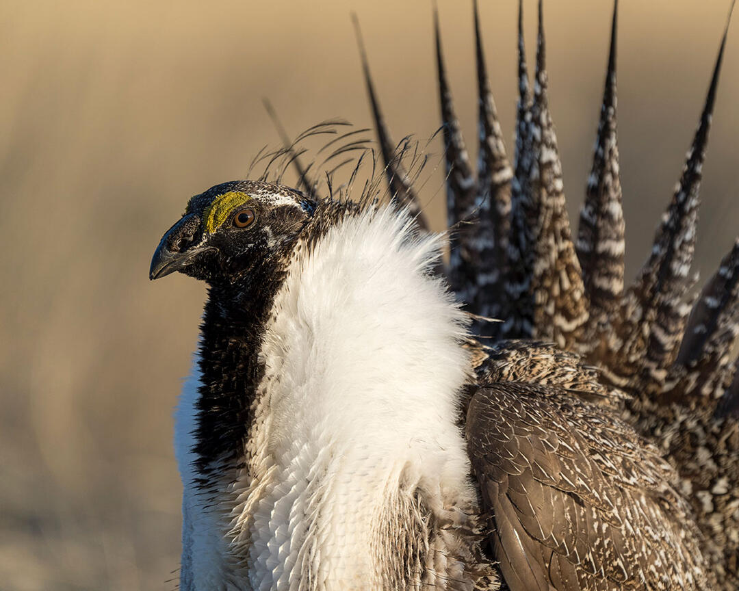 Closeup of a male Greater Sage-Grouse performing courtship display.