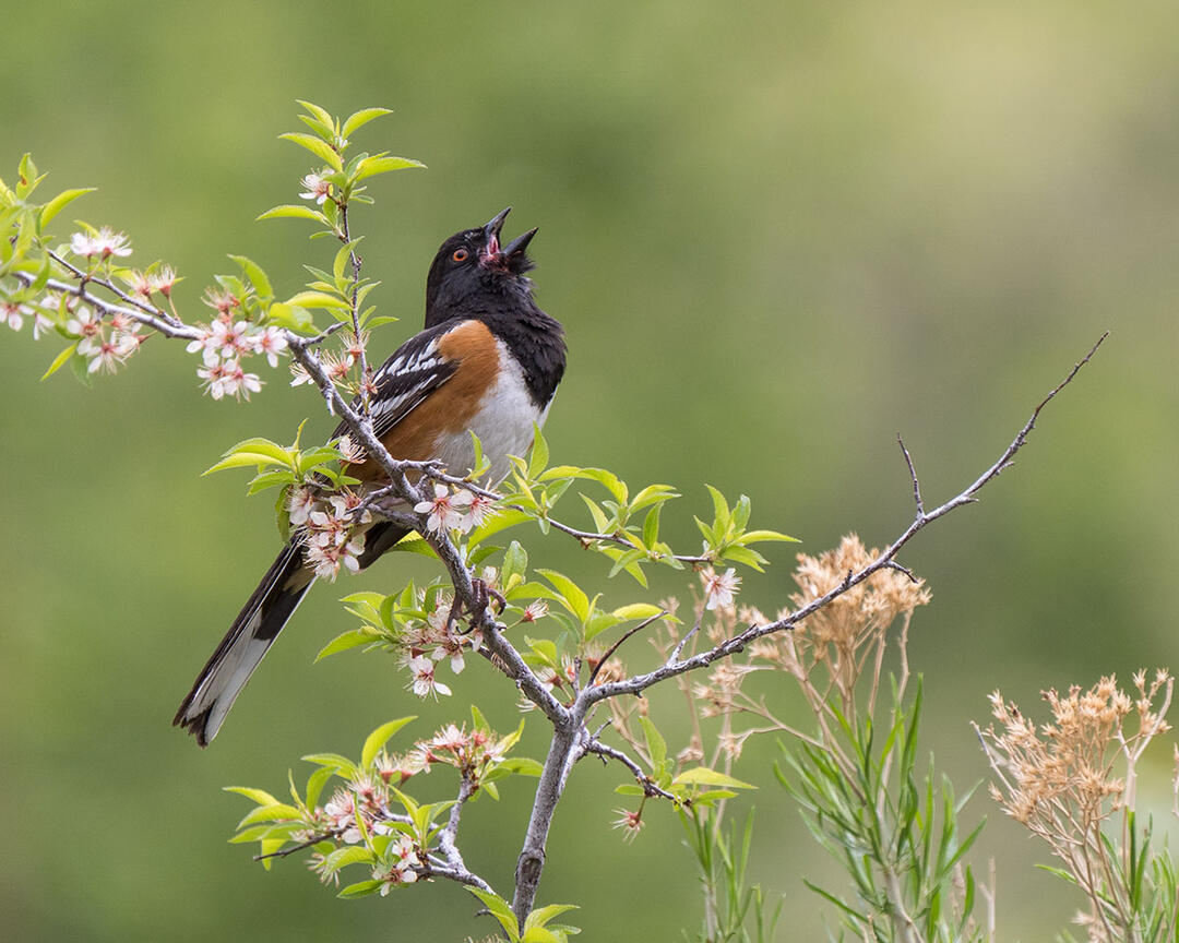 Spotted Towhee sings from a flowering shrub.