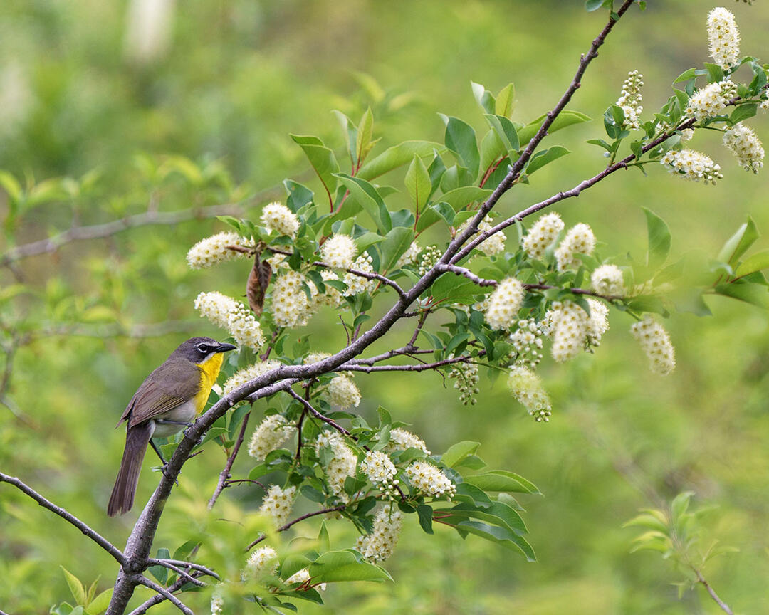 Yellow-breasted Chat perched in flowering chokecherry branch.