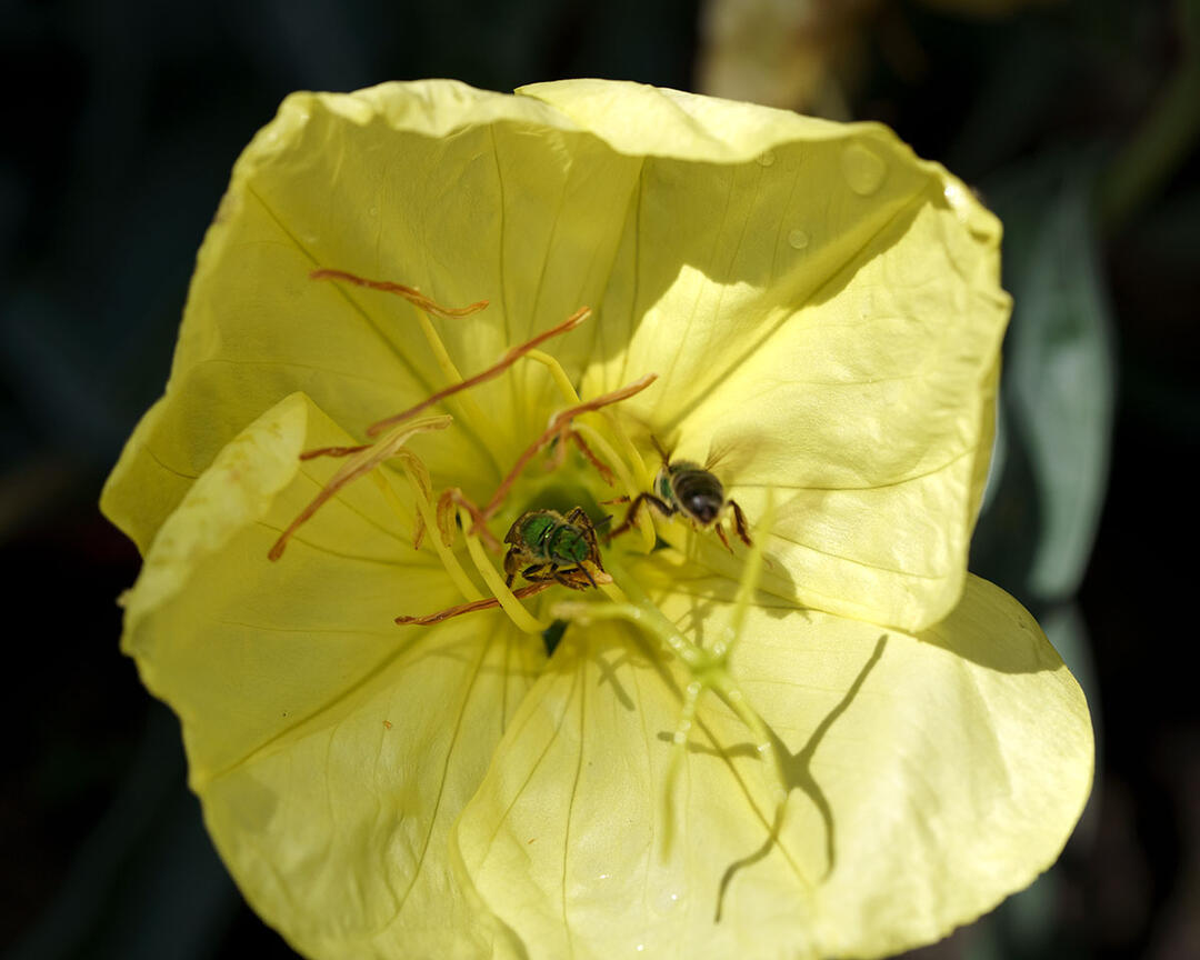 Two green metallic bees on a yellow evening primrose blossom.