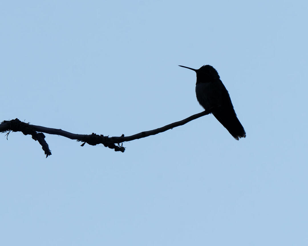 A hummingbird perched on a branch, silhouetted at dusk.