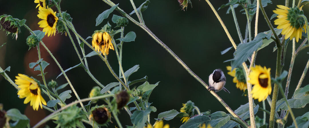 A Black-capped Chickadee eats a seed amid sunflowers.