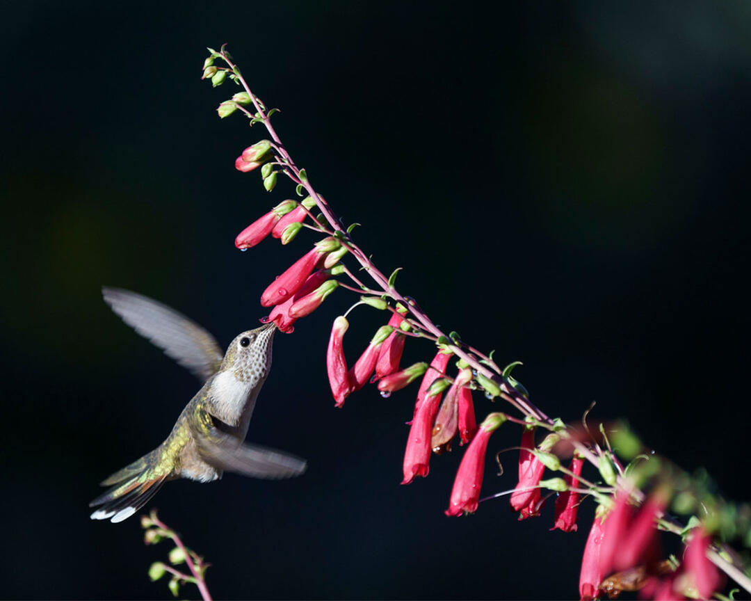 A hummingbird drinks from pensemon flowers.