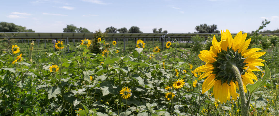Annual sunflowers in the Habitat Hero garden at Jack's Solar Garden with solar panels in the background.