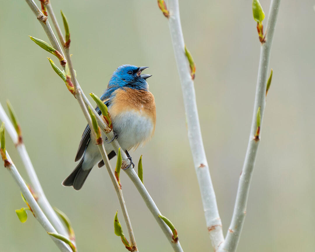 Male Lazuli Bunting singing in a cottonwood.