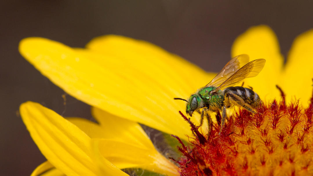Native bee (Halactidae) on blanketflower (Gaillardia sp.) in the Fort Collins Old Town Habitat Hero garden.