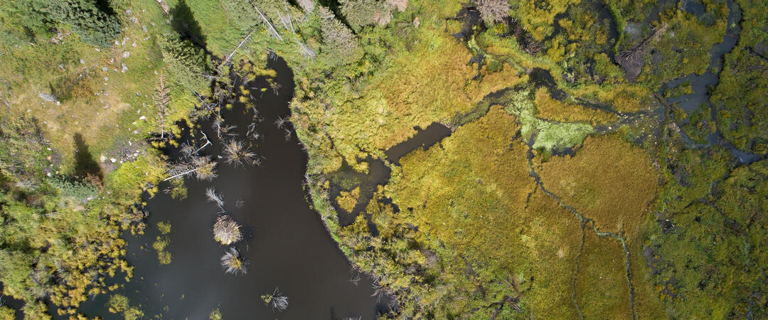 Aerial image of a beaver wetland.