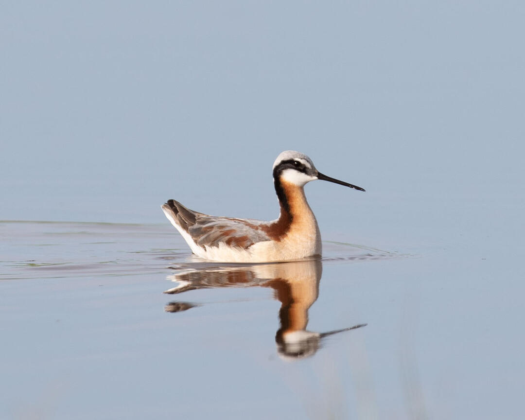 A female Wilson’s Phalarope swims in a shallow wetland.