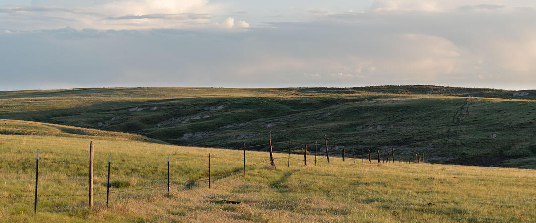 A fence runs through shortgrass prairie.
