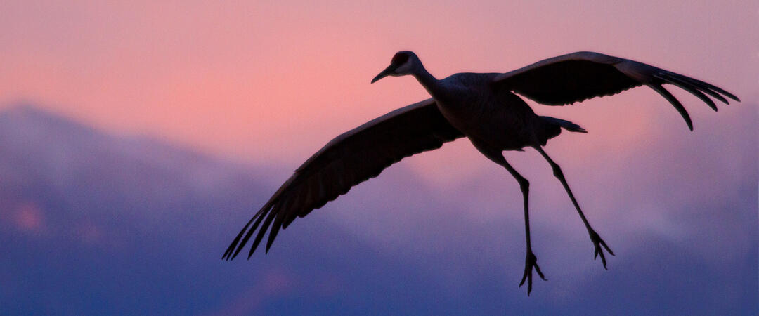 Sandhill Crane in flight, silhouetted.