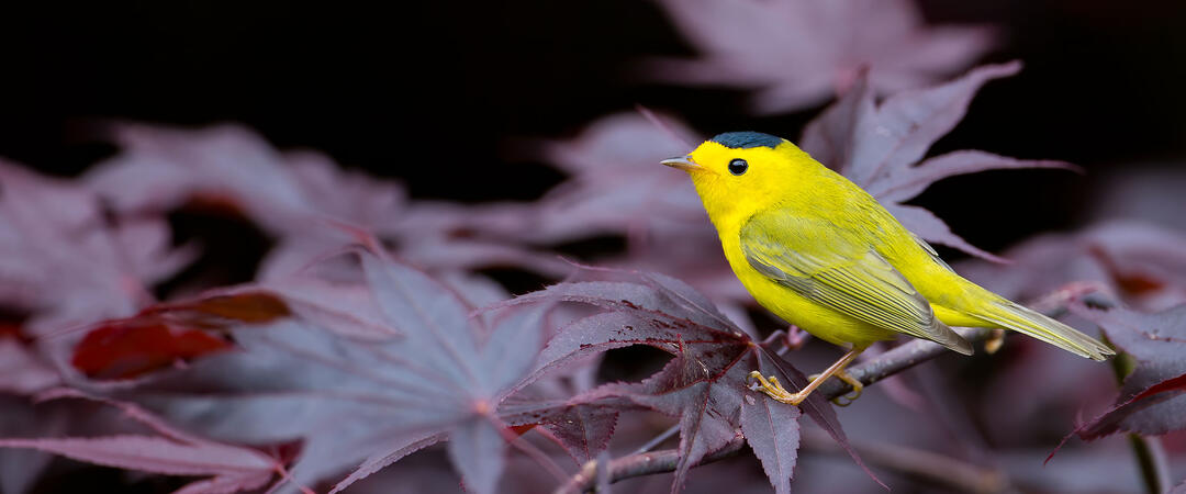 Wilson's Warbler perched on branch.
