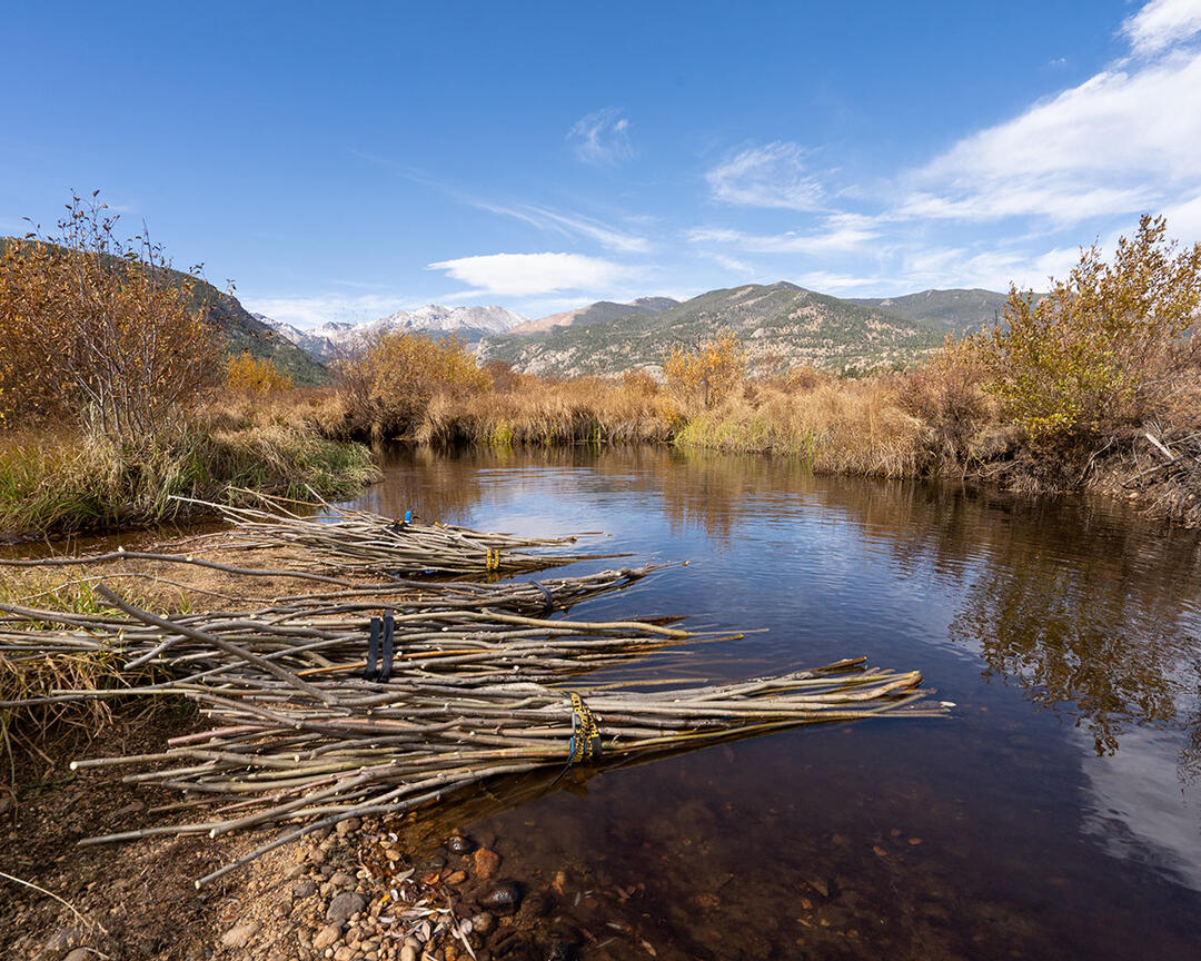 Bundles of cut willow saplings lie on the bank of a montane stream.